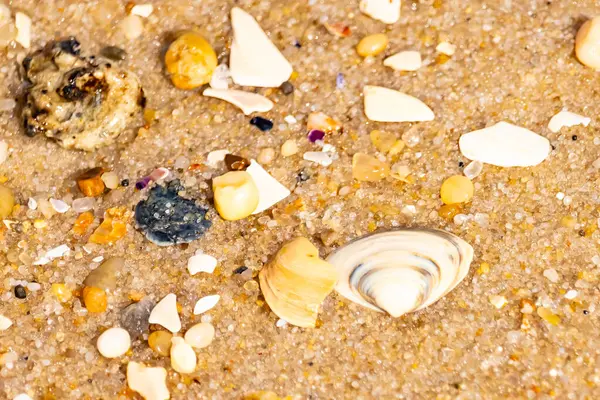 Çeşitli küçük deniz kabukları, çakıl taşları ve renkli parçalarla yakın plan kumlar. Dokusal plaj ayrıntıları.
