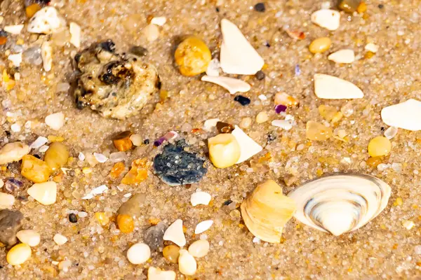 Çeşitli küçük deniz kabukları, çakıl taşları ve renkli parçalarla yakın plan kumlar. Dokusal plaj ayrıntıları.
