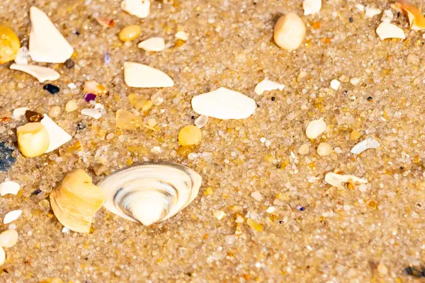 Çeşitli küçük deniz kabukları, çakıl taşları ve renkli parçalarla yakın plan kumlar. Dokusal plaj ayrıntıları.