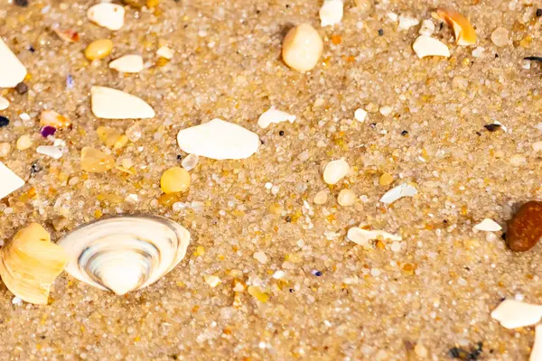 Çeşitli küçük deniz kabukları, çakıl taşları ve renkli parçalarla yakın plan kumlar. Dokusal plaj ayrıntıları.