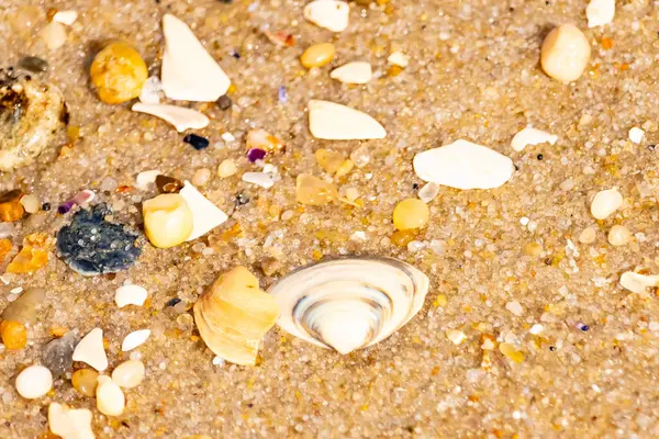 Çeşitli küçük deniz kabukları, çakıl taşları ve renkli parçalarla yakın plan kumlar. Dokusal plaj ayrıntıları.
