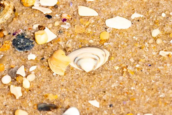 Çeşitli küçük deniz kabukları, çakıl taşları ve renkli parçalarla yakın plan kumlar. Dokusal plaj ayrıntıları.