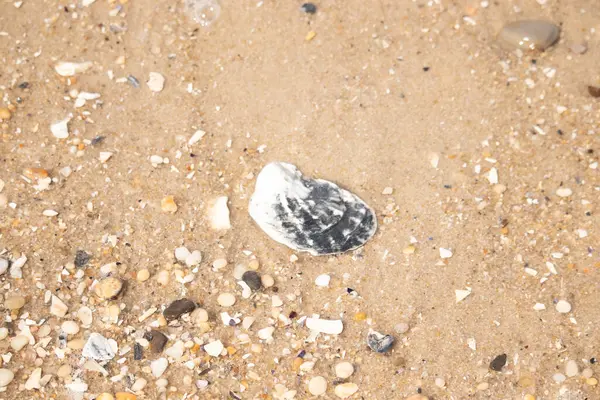 Belirgin bir istiridye kabuğu parçasıyla kumlu zemin ve etrafa saçılmış diğer küçük kabuklar ve parçacıklar. Plaj dokusu.