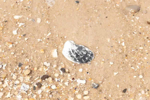 Belirgin bir istiridye kabuğu parçasıyla kumlu zemin ve etrafa saçılmış diğer küçük kabuklar ve parçacıklar. Plaj dokusu.