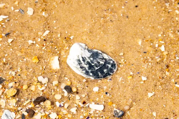 Belirgin bir istiridye kabuğu parçasıyla kumlu zemin ve etrafa saçılmış diğer küçük kabuklar ve parçacıklar. Plaj dokusu.