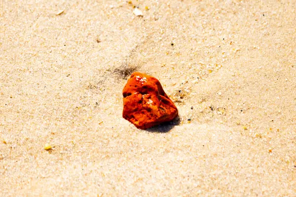 Sandy etrafa saçılmış küçük kabuklar ve çakıl taşları ile, göze çarpan canlı kırmızı bir parça da dahil. Sahil tarama bulma.