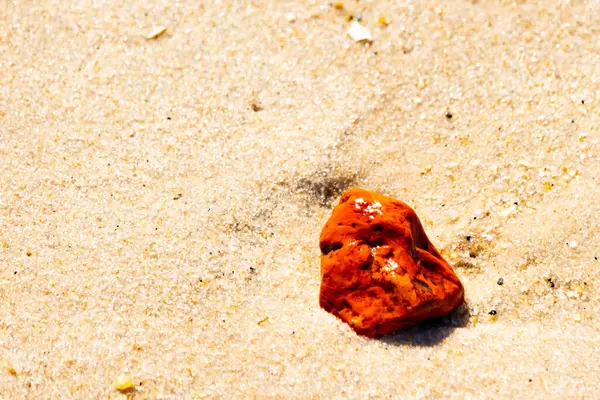 Sandy etrafa saçılmış küçük kabuklar ve çakıl taşları ile, göze çarpan canlı kırmızı bir parça da dahil. Sahil tarama bulma.