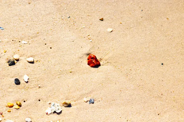 Sandy etrafa saçılmış küçük kabuklar ve çakıl taşları ile, göze çarpan canlı kırmızı bir parça da dahil. Sahil tarama bulma.