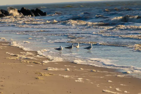 Deniz kenarındaki martılar kumlu bir sahilde, yumuşak dalgalar ve parlak bir gökyüzünün altında kayalık bir kıyı şeridi. Kıyı sükuneti.