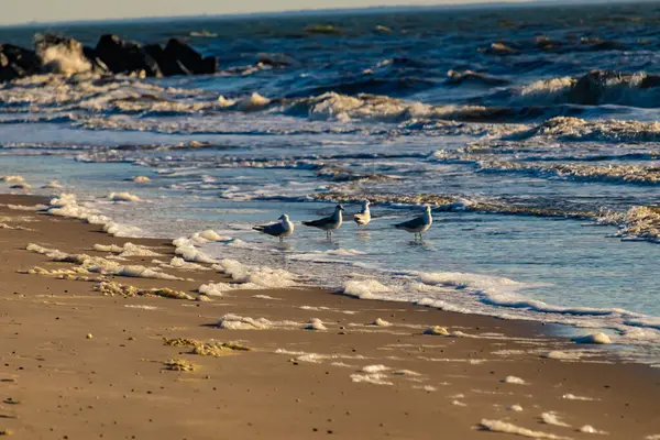 Deniz kenarındaki martılar kumlu bir sahilde, yumuşak dalgalar ve parlak bir gökyüzünün altında kayalık bir kıyı şeridi. Kıyı sükuneti.