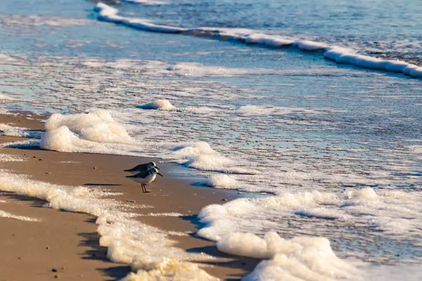 Küçük bir sahil kuşu, muhtemelen yağmurluk, kumlu bir kumsalda duruyor ve yumuşak dalgalar kıyıya vuruyor. Görüntü sakin bir kıyı anını yakalıyor..