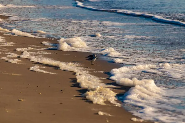 Küçük bir sahil kuşu, muhtemelen yağmurluk, kumlu bir kumsalda duruyor ve yumuşak dalgalar kıyıya vuruyor. Görüntü sakin bir kıyı anını yakalıyor..
