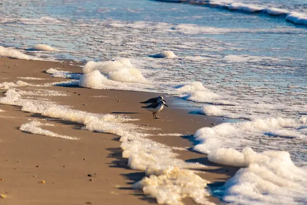 Küçük bir sahil kuşu, muhtemelen yağmurluk, kumlu bir kumsalda duruyor ve yumuşak dalgalar kıyıya vuruyor. Görüntü sakin bir kıyı anını yakalıyor..
