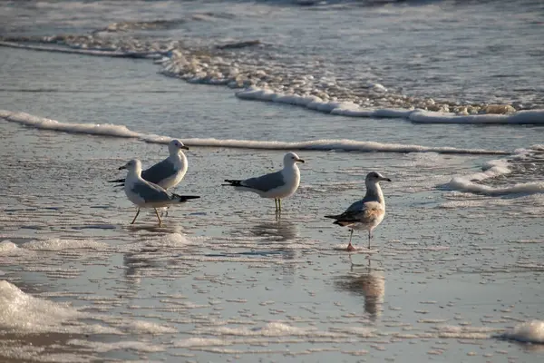 Dört Halka gagalı martı ıslak, kumlu bir plajda duruyor ve nazik dalgalar geri çekiliyor ve yansımalar yaratıyor. Parlak güneş ışığı huzurlu kıyı sahnesini aydınlatır..