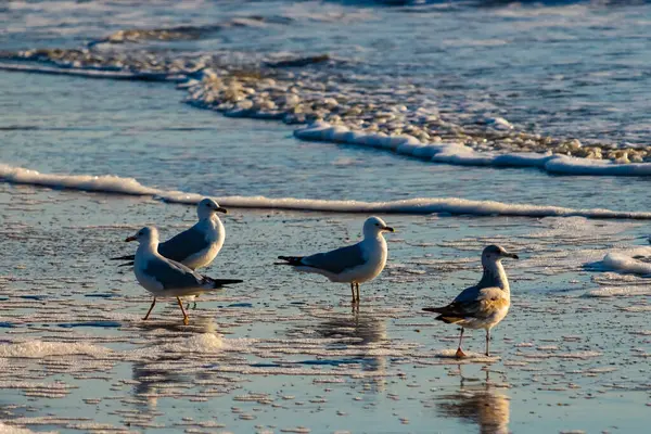 Dört Halka gagalı martı ıslak, kumlu bir plajda duruyor ve nazik dalgalar geri çekiliyor ve yansımalar yaratıyor. Parlak güneş ışığı huzurlu kıyı sahnesini aydınlatır..