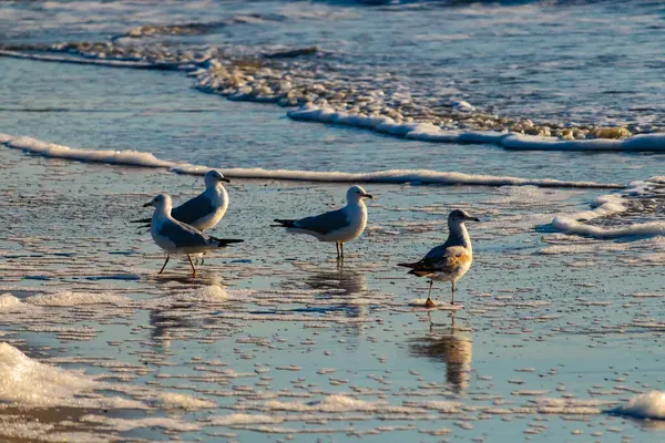 Dört Halka gagalı martı ıslak, kumlu bir plajda duruyor ve nazik dalgalar geri çekiliyor ve yansımalar yaratıyor. Parlak güneş ışığı huzurlu kıyı sahnesini aydınlatır..