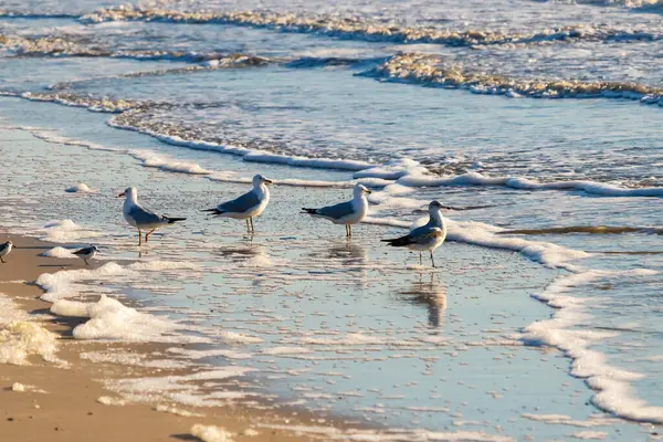 Dört Halka gagalı martı ıslak, kumlu bir plajda duruyor ve nazik dalgalar geri çekiliyor ve yansımalar yaratıyor. Parlak güneş ışığı huzurlu kıyı sahnesini aydınlatır..