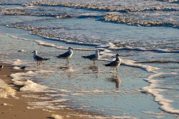 Dört Halka gagalı martı ıslak, kumlu bir plajda duruyor ve nazik dalgalar geri çekiliyor ve yansımalar yaratıyor. Parlak güneş ışığı huzurlu kıyı sahnesini aydınlatır..