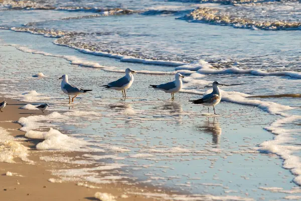 Dört Halka gagalı martı ıslak, kumlu bir plajda duruyor ve nazik dalgalar geri çekiliyor ve yansımalar yaratıyor. Parlak güneş ışığı huzurlu kıyı sahnesini aydınlatır..
