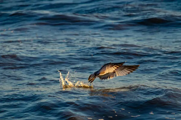 Geniş kanatları olan bir kuş dalgalı mavi bir denizin yüzeyini sıyırır ve alçaktan uçarken sıçramalar yaratır..