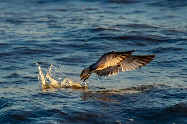 Geniş kanatları olan bir kuş dalgalı mavi bir denizin yüzeyini sıyırır ve alçaktan uçarken sıçramalar yaratır..
