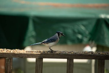 Mavi bir Jay tahtadan korkuluklara tünemiş, tohumlarla besleniyor. Kuşun detaylı tüylerini ve dokusunu yakına çekiyoruz. Doğal davranışa odaklı vahşi yaşam görüntüsü.