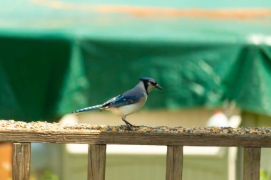 Mavi bir Jay tahtadan korkuluklara tünemiş, tohumlarla besleniyor. Kuşun detaylı tüylerini ve dokusunu yakına çekiyoruz. Doğal davranışa odaklı vahşi yaşam görüntüsü.