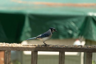 Mavi bir Jay tahtadan korkuluklara tünemiş, tohumlarla besleniyor. Kuşun detaylı tüylerini ve dokusunu yakına çekiyoruz. Doğal davranışa odaklı vahşi yaşam görüntüsü.
