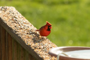 Canlı kırmızı bir kardinal yıpranmış ahşap korkuluklara tünemiş, sağa dönük. Kuşun parlak rengi sessiz arka planda göze çarpıyor. Vahşi yaşam ve kuş teması için mükemmel..