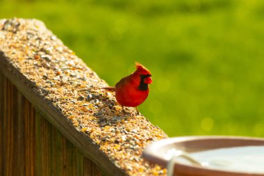 Canlı kırmızı bir kardinal yıpranmış ahşap korkuluklara tünemiş, sağa dönük. Kuşun parlak rengi sessiz arka planda göze çarpıyor. Vahşi yaşam ve kuş teması için mükemmel..