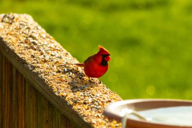 Canlı kırmızı bir kardinal yıpranmış ahşap korkuluklara tünemiş, sağa dönük. Kuşun parlak rengi sessiz arka planda göze çarpıyor. Vahşi yaşam ve kuş teması için mükemmel..