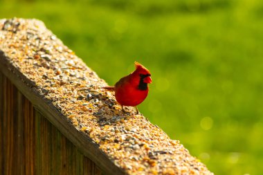 Canlı kırmızı bir kardinal yıpranmış ahşap korkuluklara tünemiş, sağa dönük. Kuşun parlak rengi sessiz arka planda göze çarpıyor. Vahşi yaşam ve kuş teması için mükemmel..