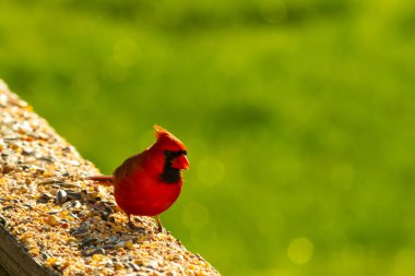 Canlı kırmızı bir kardinal yıpranmış ahşap korkuluklara tünemiş, sağa dönük. Kuşun parlak rengi sessiz arka planda göze çarpıyor. Vahşi yaşam ve kuş teması için mükemmel..
