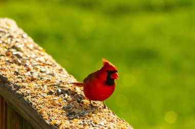 Canlı kırmızı bir kardinal yıpranmış ahşap korkuluklara tünemiş, sağa dönük. Kuşun parlak rengi sessiz arka planda göze çarpıyor. Vahşi yaşam ve kuş teması için mükemmel..