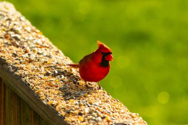 Canlı kırmızı bir kardinal yıpranmış ahşap korkuluklara tünemiş, sağa dönük. Kuşun parlak rengi sessiz arka planda göze çarpıyor. Vahşi yaşam ve kuş teması için mükemmel..