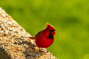 Canlı kırmızı bir kardinal yıpranmış ahşap korkuluklara tünemiş, sağa dönük. Kuşun parlak rengi sessiz arka planda göze çarpıyor. Vahşi yaşam ve kuş teması için mükemmel..