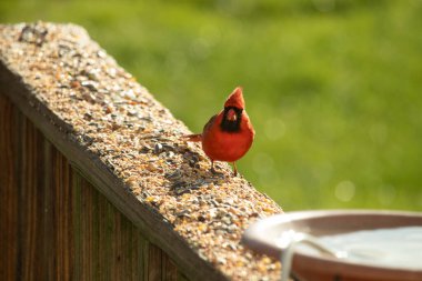 Parlak kırmızı bir erkek, Kuzey Kardinal, kuş yemi ile kaplı, bulanık yeşil bir arka planı olan dokulu bir yüzeyde duruyor. Kuşun canlı rengi öne çıkıyor, arka bahçedeki vahşi yaşamı besleyen bir anı yakalıyor..