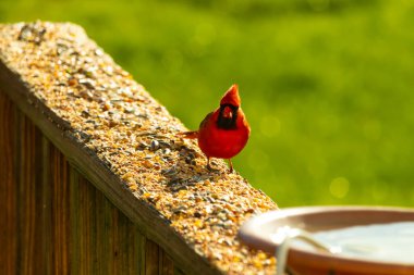 Parlak kırmızı bir erkek, Kuzey Kardinal, kuş yemi ile kaplı, bulanık yeşil bir arka planı olan dokulu bir yüzeyde duruyor. Kuşun canlı rengi öne çıkıyor, arka bahçedeki vahşi yaşamı besleyen bir anı yakalıyor..