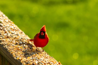 Parlak kırmızı bir erkek, Kuzey Kardinal, kuş yemi ile kaplı, bulanık yeşil bir arka planı olan dokulu bir yüzeyde duruyor. Kuşun canlı rengi öne çıkıyor, arka bahçedeki vahşi yaşamı besleyen bir anı yakalıyor..