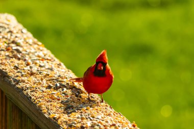 Parlak kırmızı bir erkek, Kuzey Kardinal, kuş yemi ile kaplı, bulanık yeşil bir arka planı olan dokulu bir yüzeyde duruyor. Kuşun canlı rengi öne çıkıyor, arka bahçedeki vahşi yaşamı besleyen bir anı yakalıyor..