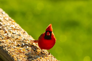Parlak kırmızı bir erkek, Kuzey Kardinal, kuş yemi ile kaplı, bulanık yeşil bir arka planı olan dokulu bir yüzeyde duruyor. Kuşun canlı rengi öne çıkıyor, arka bahçedeki vahşi yaşamı besleyen bir anı yakalıyor..