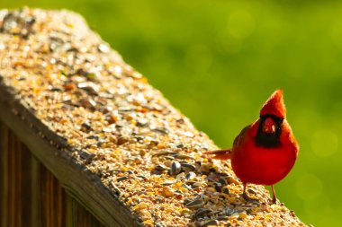Parlak kırmızı bir erkek, Kuzey Kardinal, kuş yemi ile kaplı, bulanık yeşil bir arka planı olan dokulu bir yüzeyde duruyor. Kuşun canlı rengi öne çıkıyor, arka bahçedeki vahşi yaşamı besleyen bir anı yakalıyor..