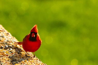 Parlak kırmızı bir erkek, Kuzey Kardinal, kuş yemi ile kaplı, bulanık yeşil bir arka planı olan dokulu bir yüzeyde duruyor. Kuşun canlı rengi öne çıkıyor, arka bahçedeki vahşi yaşamı besleyen bir anı yakalıyor..