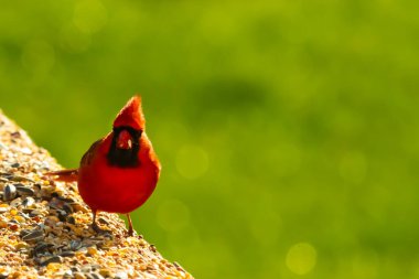 Parlak kırmızı bir erkek, Kuzey Kardinal, kuş yemi ile kaplı, bulanık yeşil bir arka planı olan dokulu bir yüzeyde duruyor. Kuşun canlı rengi öne çıkıyor, arka bahçedeki vahşi yaşamı besleyen bir anı yakalıyor..