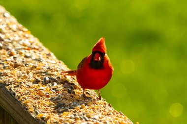 Parlak kırmızı bir erkek, Kuzey Kardinal, kuş yemi ile kaplı, bulanık yeşil bir arka planı olan dokulu bir yüzeyde duruyor. Kuşun canlı rengi öne çıkıyor, arka bahçedeki vahşi yaşamı besleyen bir anı yakalıyor..