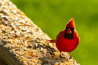 Parlak kırmızı bir erkek, Kuzey Kardinal, kuş yemi ile kaplı, bulanık yeşil bir arka planı olan dokulu bir yüzeyde duruyor. Kuşun canlı rengi öne çıkıyor, arka bahçedeki vahşi yaşamı besleyen bir anı yakalıyor..