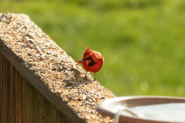 Parlak kırmızı bir erkek, Kuzey Kardinal, kuş yemi ile kaplı, bulanık yeşil bir arka planı olan dokulu bir yüzeyde duruyor. Kuşun canlı rengi öne çıkıyor, arka bahçedeki vahşi yaşamı besleyen bir anı yakalıyor..