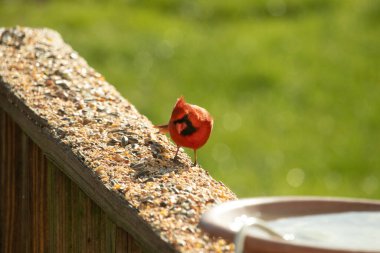 Parlak kırmızı bir erkek, Kuzey Kardinal, kuş yemi ile kaplı, bulanık yeşil bir arka planı olan dokulu bir yüzeyde duruyor. Kuşun canlı rengi öne çıkıyor, arka bahçedeki vahşi yaşamı besleyen bir anı yakalıyor..