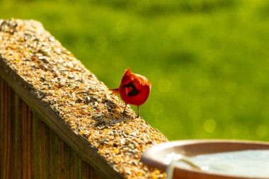 Parlak kırmızı bir erkek, Kuzey Kardinal, kuş yemi ile kaplı, bulanık yeşil bir arka planı olan dokulu bir yüzeyde duruyor. Kuşun canlı rengi öne çıkıyor, arka bahçedeki vahşi yaşamı besleyen bir anı yakalıyor..