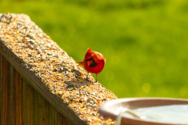 Parlak kırmızı bir erkek, Kuzey Kardinal, kuş yemi ile kaplı, bulanık yeşil bir arka planı olan dokulu bir yüzeyde duruyor. Kuşun canlı rengi öne çıkıyor, arka bahçedeki vahşi yaşamı besleyen bir anı yakalıyor..